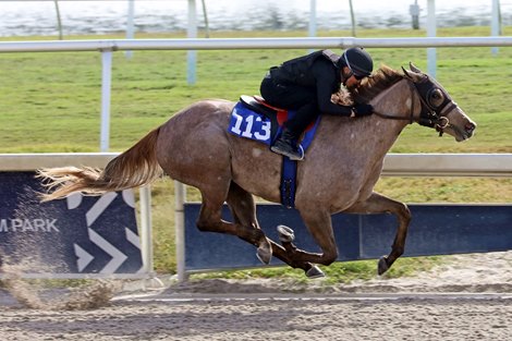 Hip 113 works in 21.1 at the 2021 Fasig-Tipton Gulfstream Sale for selected 2-Year-Olds