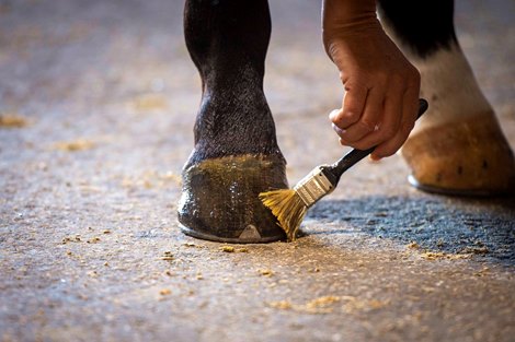 2021 Magic Millions Adelaide Yearling Sale Scene