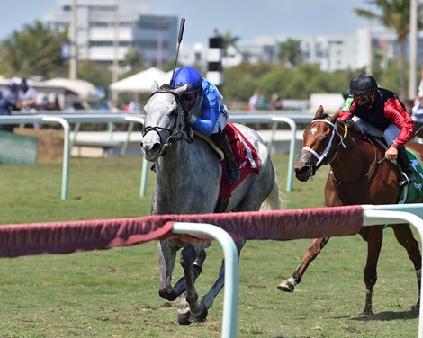 Gray&#39;s Fable wins the 2021 Appleton Stakes at Gulfstream Park                              