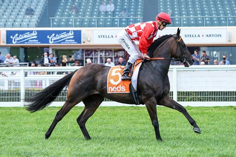 Mizzy ridden by Mark Zahra prior to the Neds Oakleigh Plate at Caulfield Racecourse on February 20, 2021 in Caulfield, Australia. (Brett Holburt/Racing Photos) 