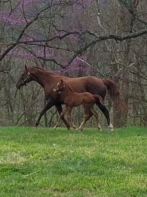 Un Blessed with her 2020 Ghostzapper colt at Morgan's Ford Farm