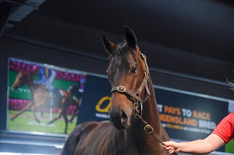 Lot 235, 2021 Magic Millions Gold Coast March Yearling Sale