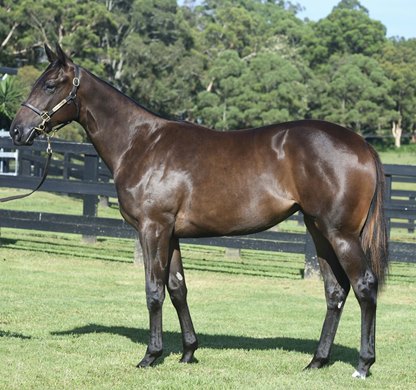 Lot 323 - Sooboog (AUS) / Regrowth (AUS)