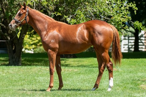 Lot 224 - Impending (AUS) / Kandy Korn (AUS)