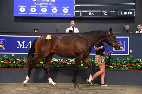 Lot 406, 2021 Magic Millions Gold Coast March Yearling Sale<br><br />
