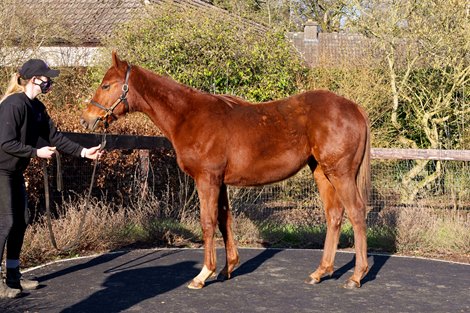 Lot 453, 2021 Goffs February Sale Part 2