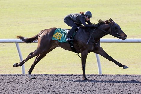 Hip 461, 2021 OBS March Sale