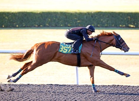 Hip 357, 2021 OBS March Sale