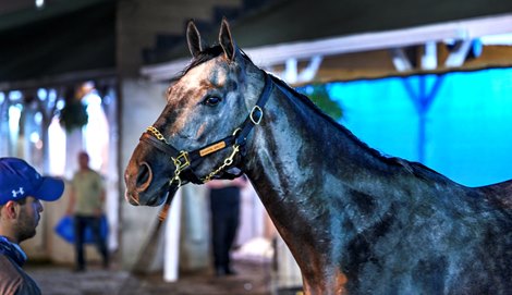 Mattress Mack bets $1.2 million on Angel of Empire for Kentucky Derby 2023