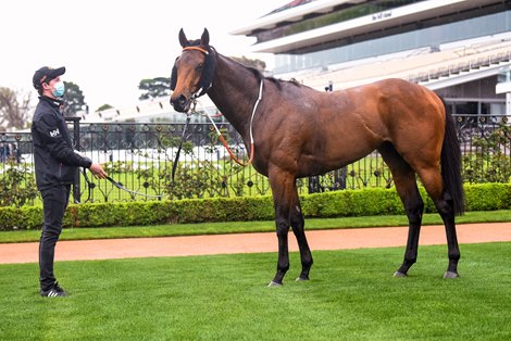 Doubtland after winning the Seppelt Danehill Stakes at Flemington Racecourse on September 12, 2020 in Flemington, Australia