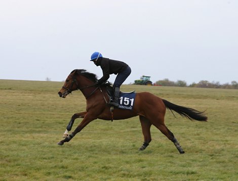 2021 Tattersalls Guineas Breeze Up Sale, Lot 151