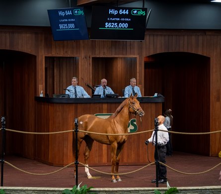 Hip 644 Flatter - Co Cola   sold $625.000   @ ObS in Ocala; April 22 2021 