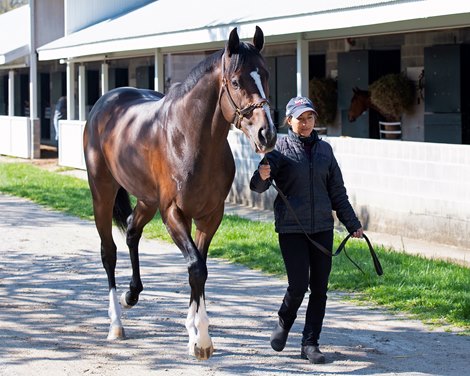 Mighty Heart, Canada’s Horse of the Year,  walking with Melanie Pinto at Keeneland near Lexington, Ky., on April 16, 2021. . 