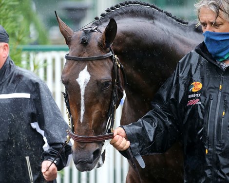 Midnight Bourbon - Paddock Schooling - Churchill Downs - 042921