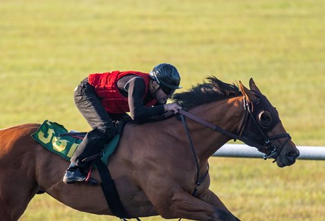 Hip381 Quality Road - Wasted Tears    sold. $1.500.000 @ ObS in Ocala; April 21 2021.;      Nick deMeric &amp; Marette Farrell  