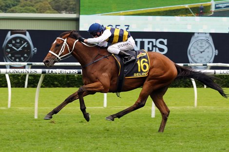Selino wins the 2021 Sydney Cup at Randwick Racecourse