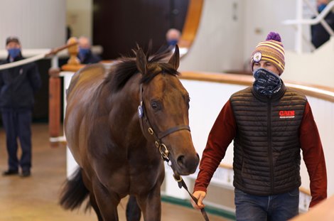 Lot 96 Aclaim (IRE) / Step Sequence (GB) B.C. (IRE)       Tally-Ho Stud, Ireland    Opulence Thoroughbreds    150,000. <br><br />
Tattersalls Craven Breeze Up Sale<br><br />
14/04/21