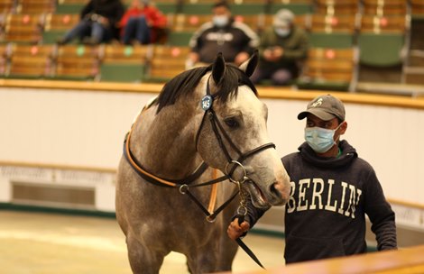 Lot 145 Tattered Flag (USA) Gr/Ro.C.  BY Union Rags (USA) EX Careless Jewel (USA)      Powerstown Stud, Ireland    Sheikh Abdullah Almalek Alsabah    185,000. <br><br />
Tattersalls Craven Breeze Up Sale<br><br />
14/04/21