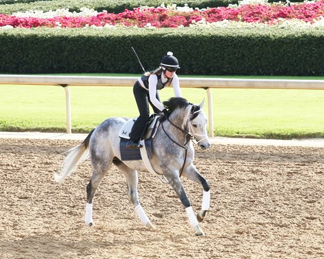 Rushie - Gallop - Oaklawn Park - 040921 