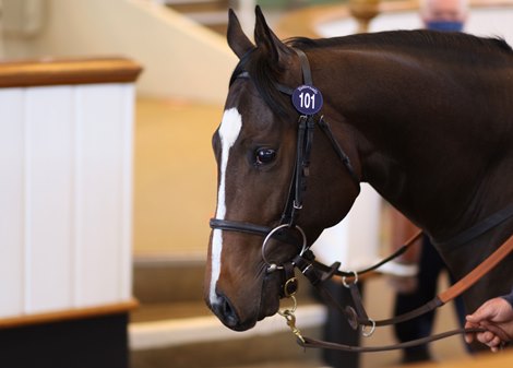 Lot 101 Showcasing (GB) / Swirral Edge (GB) B.C. (IRE)      Greenhills Farm, Ireland    Stephen Hillen Bloodstock    150,000. <br><br />
Tattersalls Craven Breeze Up Sale<br><br />
14/04/21