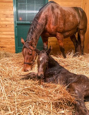 Beholder and her Bolt d'Oro filly. born on February 12, 2021