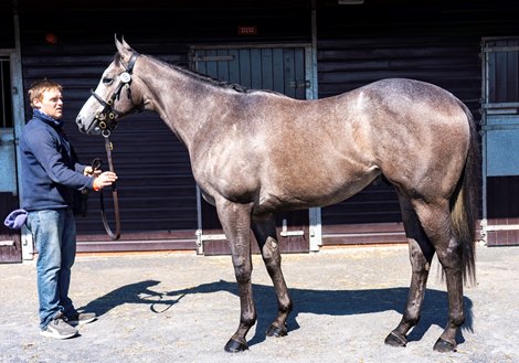 2021 Goffs UK Breeze Up Sale, Lot 172