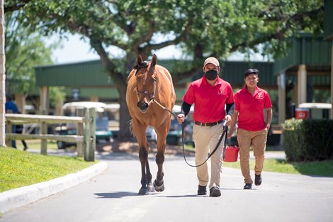 2021 OBS Spring Sale, Hip 381