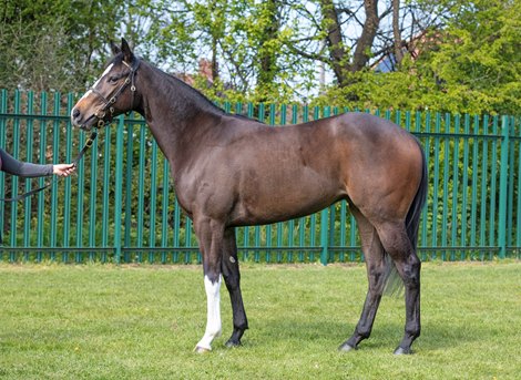 2021 Goffs UK Breeze Up Sale, Lot 154