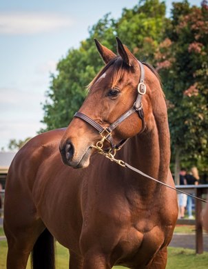 Magic Millions 2021 Gold Coast National Broodmare Sale, Lot 723<br><br />
Arcadia Queen