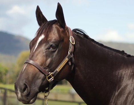 Hip 643 at 2021 Gold Coast National Broodmare Sale