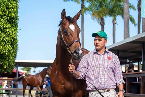 Magic Millions 2021 Gold Coast National Broodmare Sale, Lot 1114<br><br />
Volpe Veloce