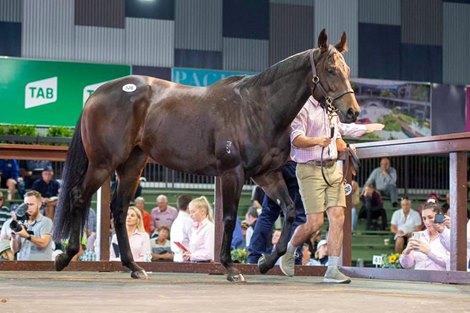 Magic Millions 2021 Gold Coast National Broodmare Sale, Lot 528