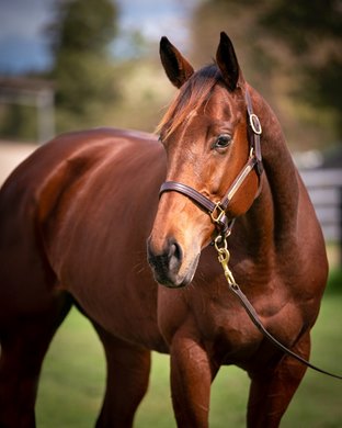 Hip 723 at 2021 Gold Coast National Broodmare Sale