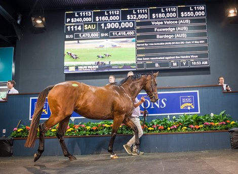 Magic Millions 2021 Gold Coast National Broodmare Sale, Lot 1114<br><br />
Volpe Veloce