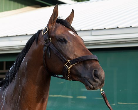 Rombauer Horses during Preakness week in Baltimore, MD, on May 12, 2021. 