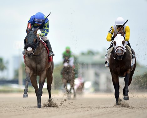Miles Ahead wins an allowance optional claiming race at Gulfstream Park in 2021