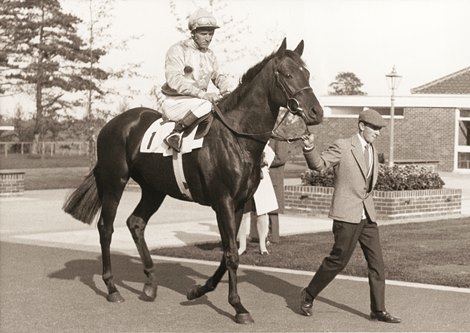 Brigadier Gerard