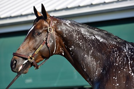 Midnight Bourbon bathing at Pimlico, 5/13/21