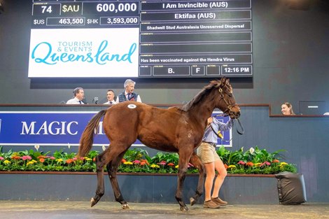 Lot 74, 2021 Magic Millions Gold Coast National Weanling Sale