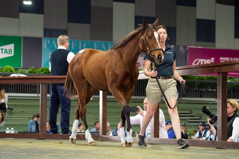 Lot 387, 2021 Magic Millions Gold Coast National Weanling Sale