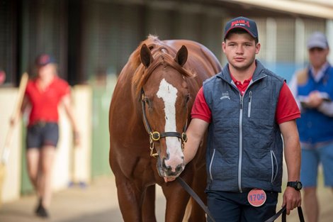 Scene at 2021 Magic Millions National Yearling Sale