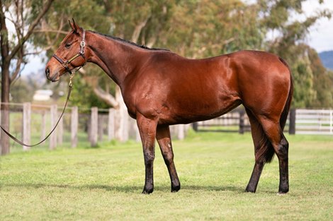 Hip 723 at 2021 Gold Coast National Broodmare Sale