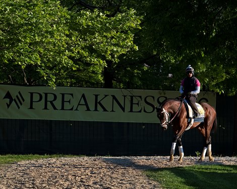 Rombauer<br>
Horses during Preakness week in Baltimore, MD, on May 13, 2021. 