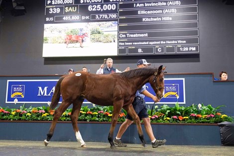 Lot 339, 2021 Magic Millions Gold Coast National Weanling Sale