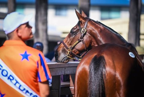 Magic Millions 2021 Gold Coast National Broodmare Sale, Lot 510