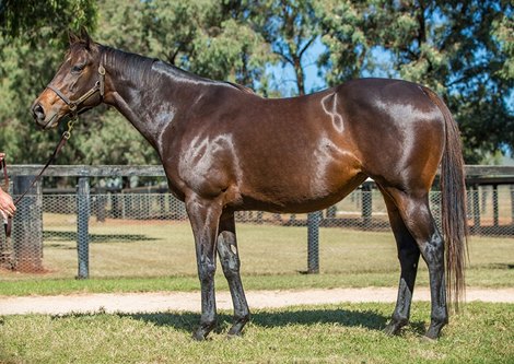 Magic Millions 2021 Gold Coast National Broodmare Sale, Lot 926 - Moss Trip