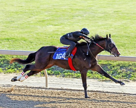 Hip 164  breezes 1/8th in 10 flat, 2021 Fasig-Tipton Midlantic 2 Year Olds in Training Sale