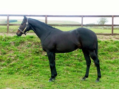 Orientor at Sidehouse Farm Stud