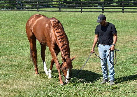 Mystic Guide grazing outside the Mike Stidham barn at Fair Hill with Francisco Serano