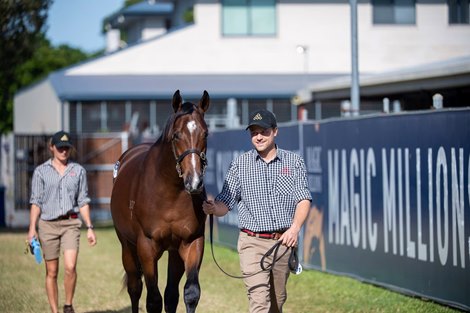 Lot 1401, 2021 Magic Millions Gold Coast National Yearling Sale